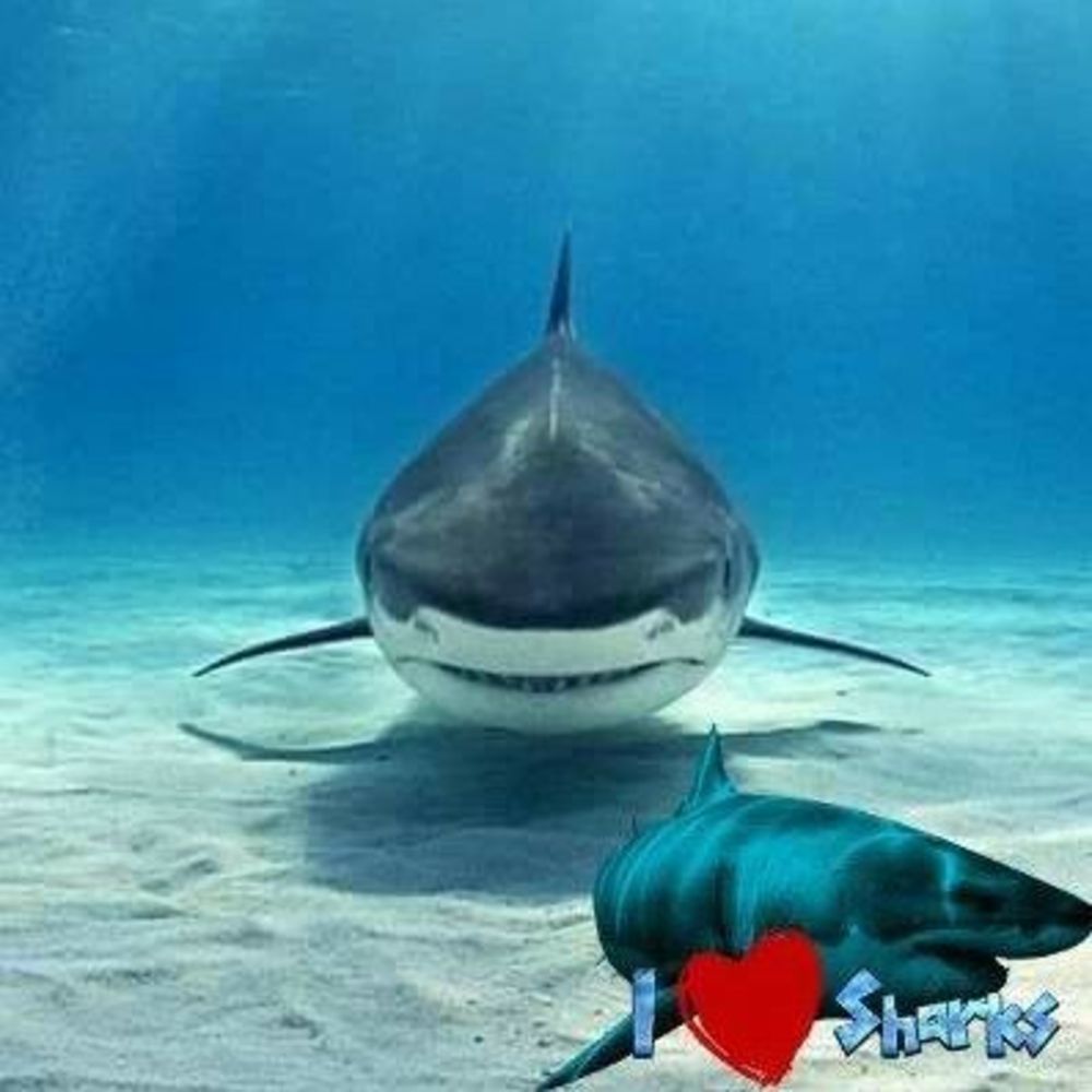 Meet your Posher, Rhonda